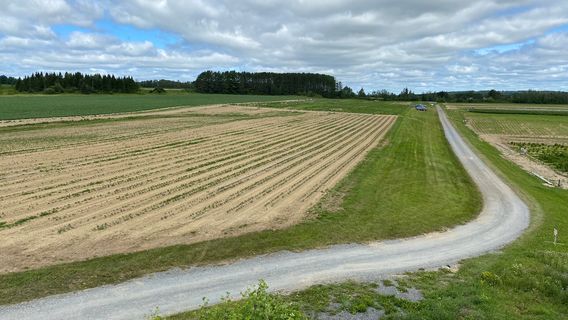 Goughan's Berry Farm