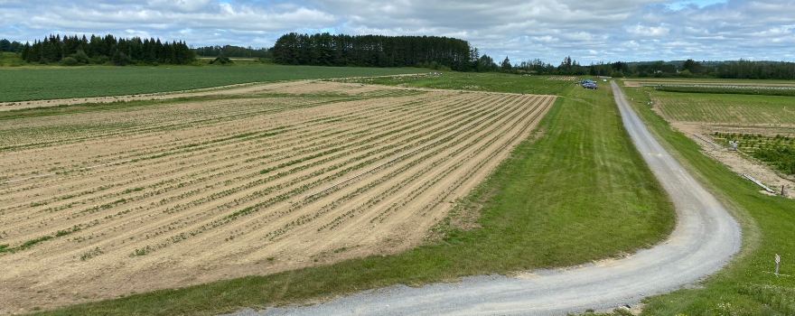 Goughan's Berry Farm