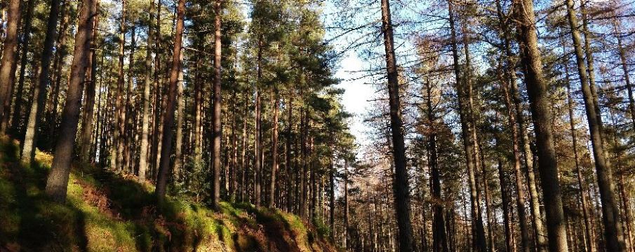 ウィッティンガム