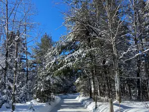 Patinage en forêt
