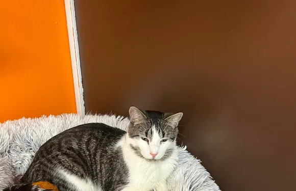 Mew Haven Cat Cafe