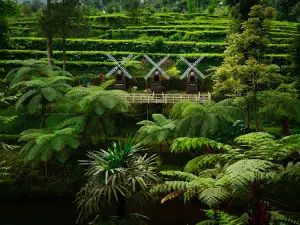 Wisata Perkebunan Teh Pagilaran Kaliboja Paninggaran