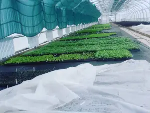 Тепличное хозяйство
