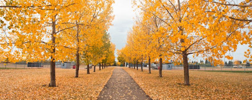 William F. Lede Park
