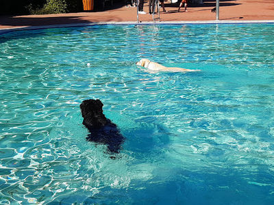 FreiBad Hof (Freibad der Hofer Bäder)