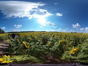 Russell Sunflower Patch