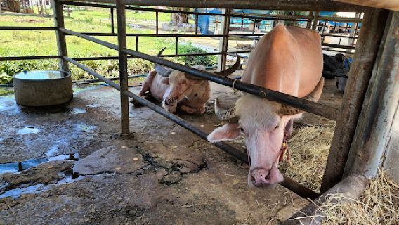 Thai Buffalo Conservation Village