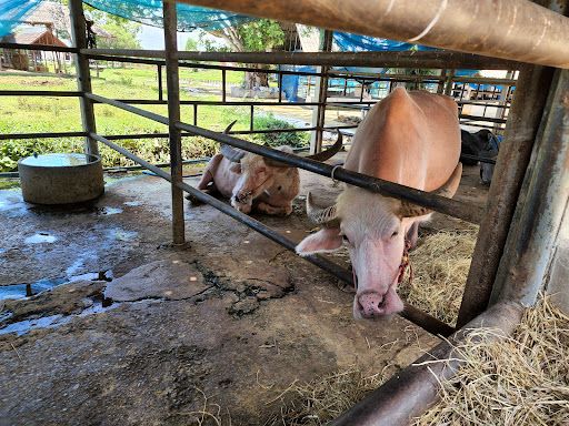 Thai Buffalo Conservation Village