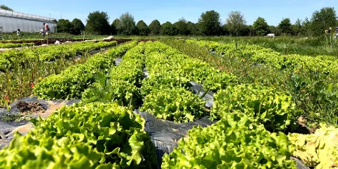 Cueillette de Servigny