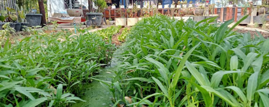 Garden House Mae An An ផ្ទះចំការម៉ែអាន់អាន់ บ้านสวนแม่อันอัน