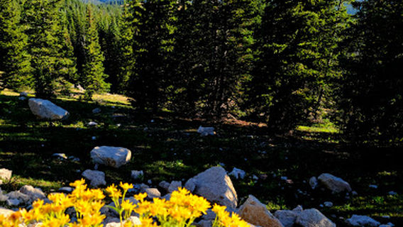 Big Horn Medicine Wheel Trailhead