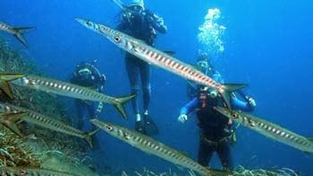 Sea Horse Scuba Diving Centre