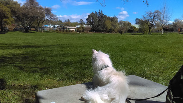 Ashley Off Leash Dog Park
