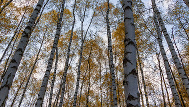 Ленгедер Тайхе