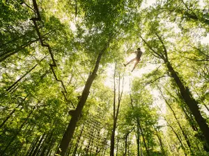 Go Ape Zipline and Adventure Park