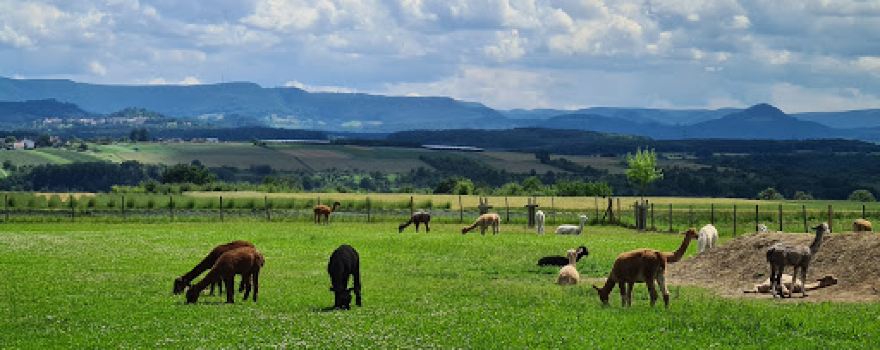 Alpakafarm Schaber