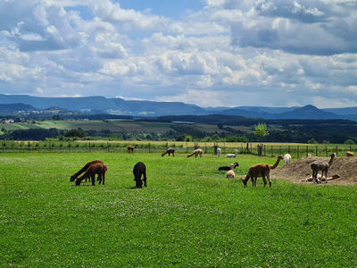 Alpakafarm Schaber