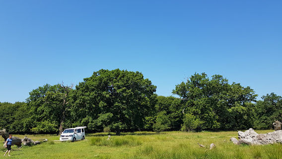 Rezervația de Stejari Seculari