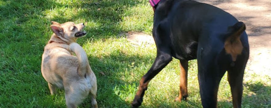 Kane Memorial Dog Park