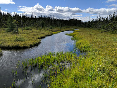 Cobb's Pond Trail