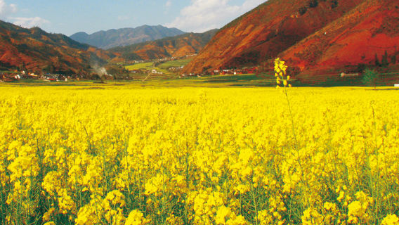 pu wei zhen lv ye hua xiang jing dian