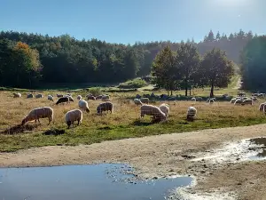 Kwintelooyen