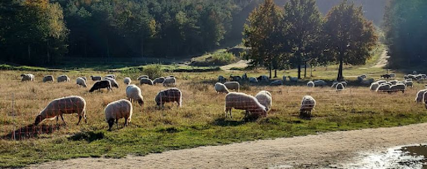Kwintelooyen