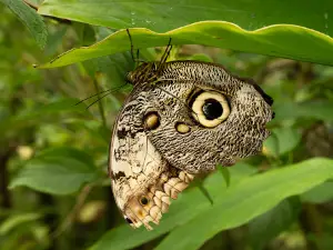 In Butterfly Paradise