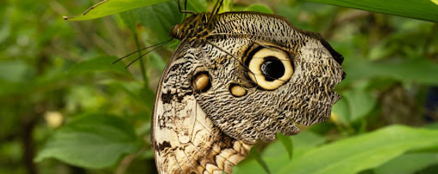 In Butterfly Paradise