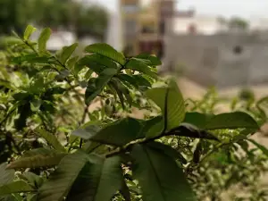Riddhi Siddhi Garden