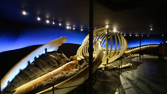 Museo delle balene Husavik