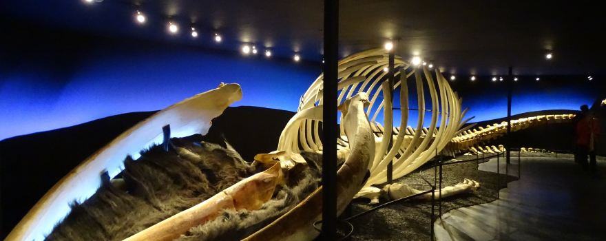 Húsavík Whale Museum