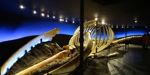 胡薩維克鯨魚博物館