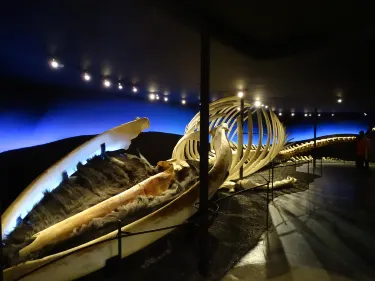 Húsavík Whale Museum