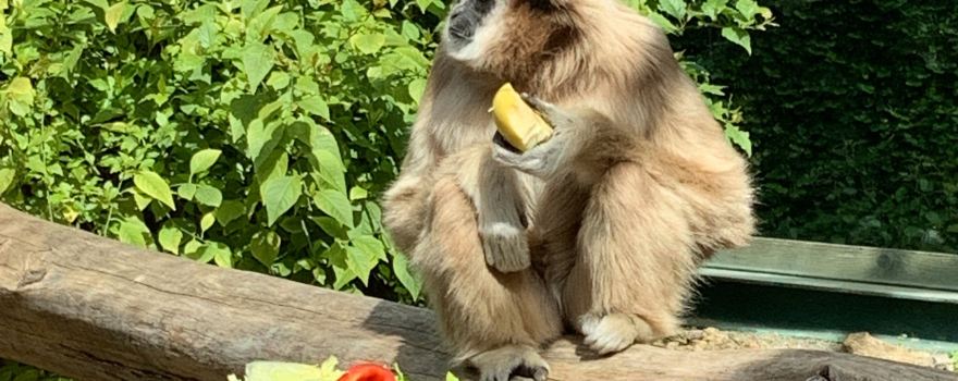 Bioparco di Sicilia