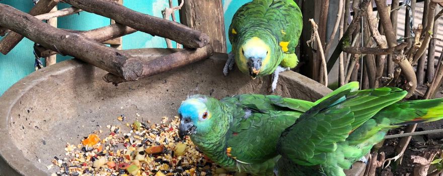 Exotic Animal World (Previously Butterfly World)