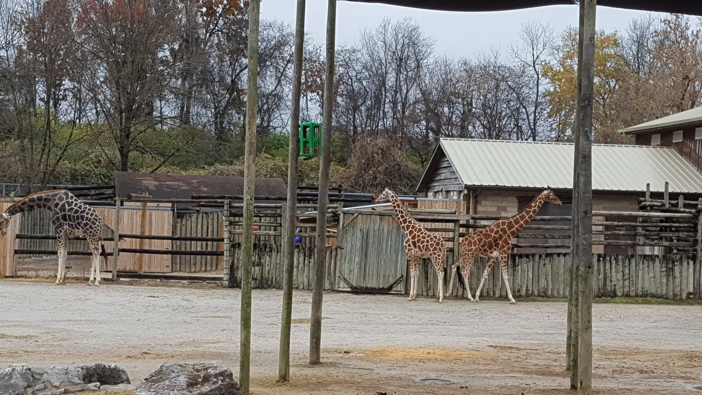 4_Zoo Knoxville