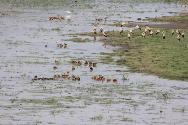 Deepor Beel, Wildlife Sanctuary (Ramsar site)