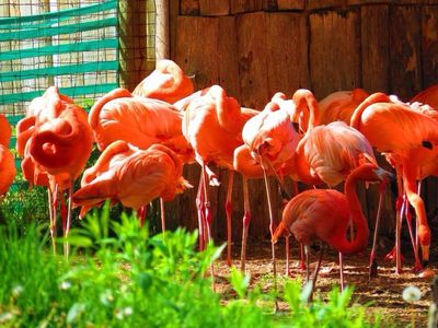 Elmvale Jungle Zoo