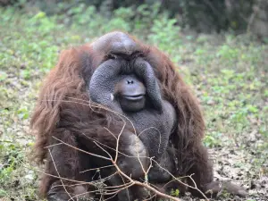 Kanpur Zoological Park