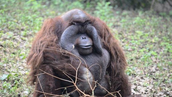 Kanpur Zoological Park