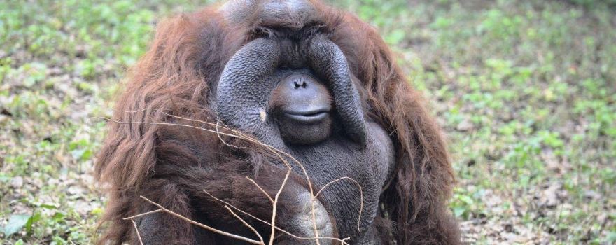 Kanpur Zoological Park