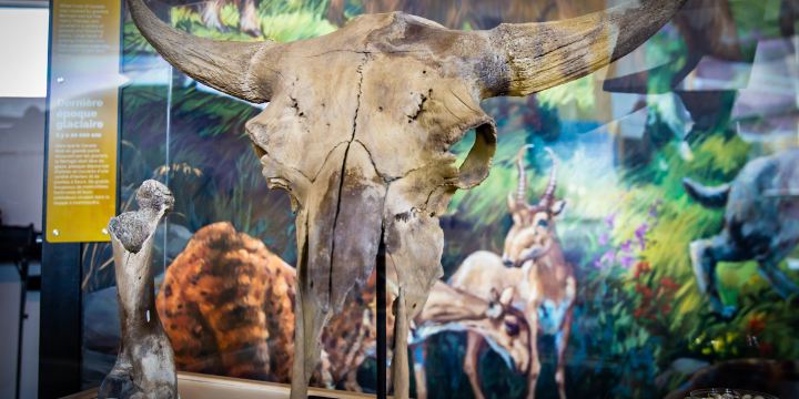 Yukon Beringia Interpretive Centre