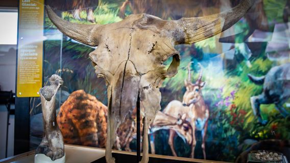 Yukon Beringia Interpretive Centre