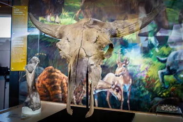 Beringia lnterpretive Centre
