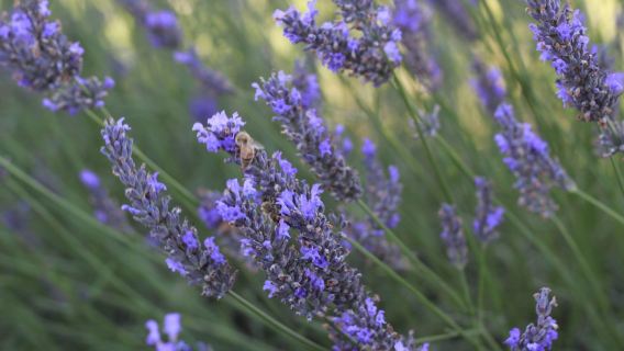 Alphra Lavender