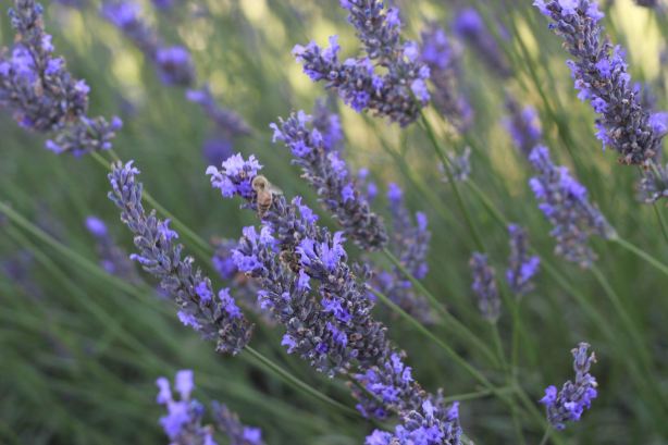 Alphra Lavender