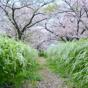 星田妙見宮(小松神社)