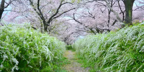 星田妙見宮(小松神社)