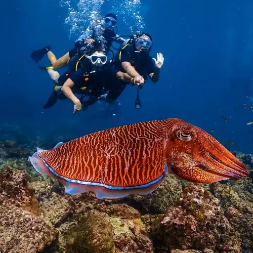 Princess Divers - Scuba Diving Phi Phi Island